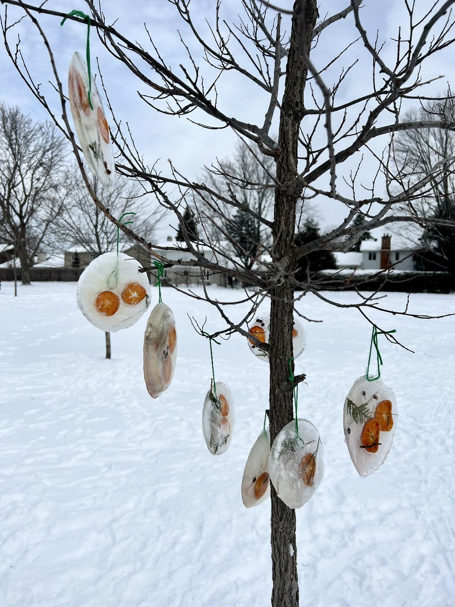 gina_morphy's tweet photo. A beautiful wintery craft that will benefit the squirrels and birds too! @PPARocdsb #KJSB https://t.co/BaSUP1Ln3S