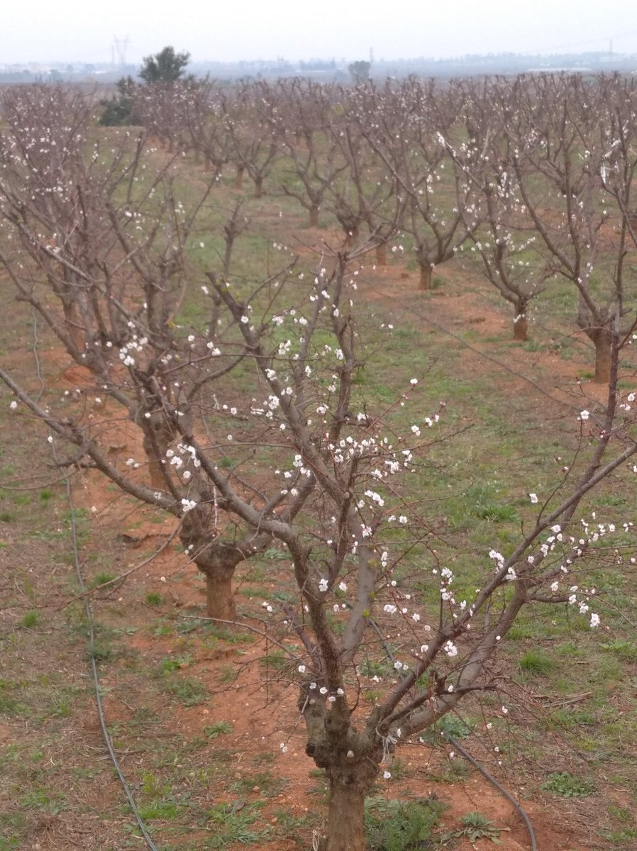 Caquis-Albaricoques tweet media