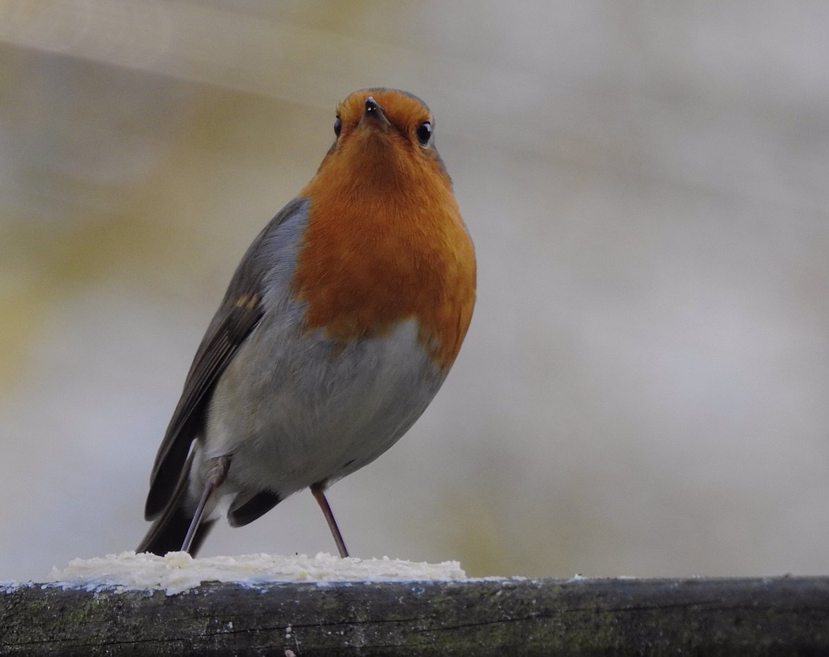 So cute this tiny Robin 
In our backyard 

#erithacus_rubecula
#birds
#roodborst
#NaturePhotography 
#vogels
#ThePhotoHour 
#FotoRshot
#roodborstje
#tuinvogels
#gardenbirds
<a href="/volgdenatuur/">volg de natuur</a> 
@denatuurin_nl