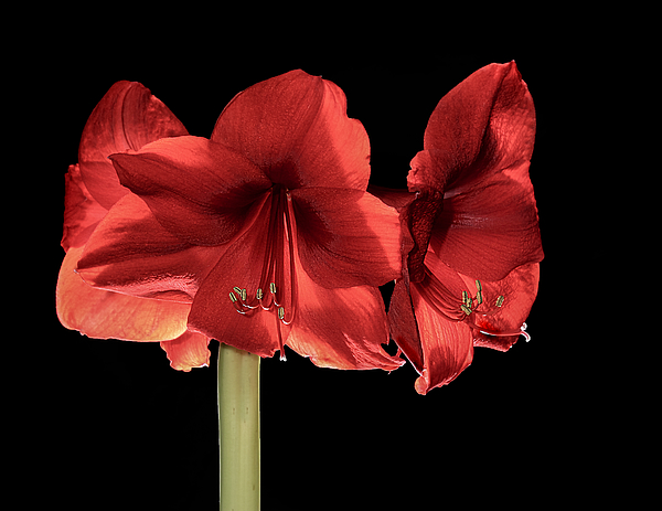 rosingleton39's tweet image. New artwork for sale! - "Backlighted Red Amaryllis" - fineartamerica.com/featured/backl… @fineartamerica