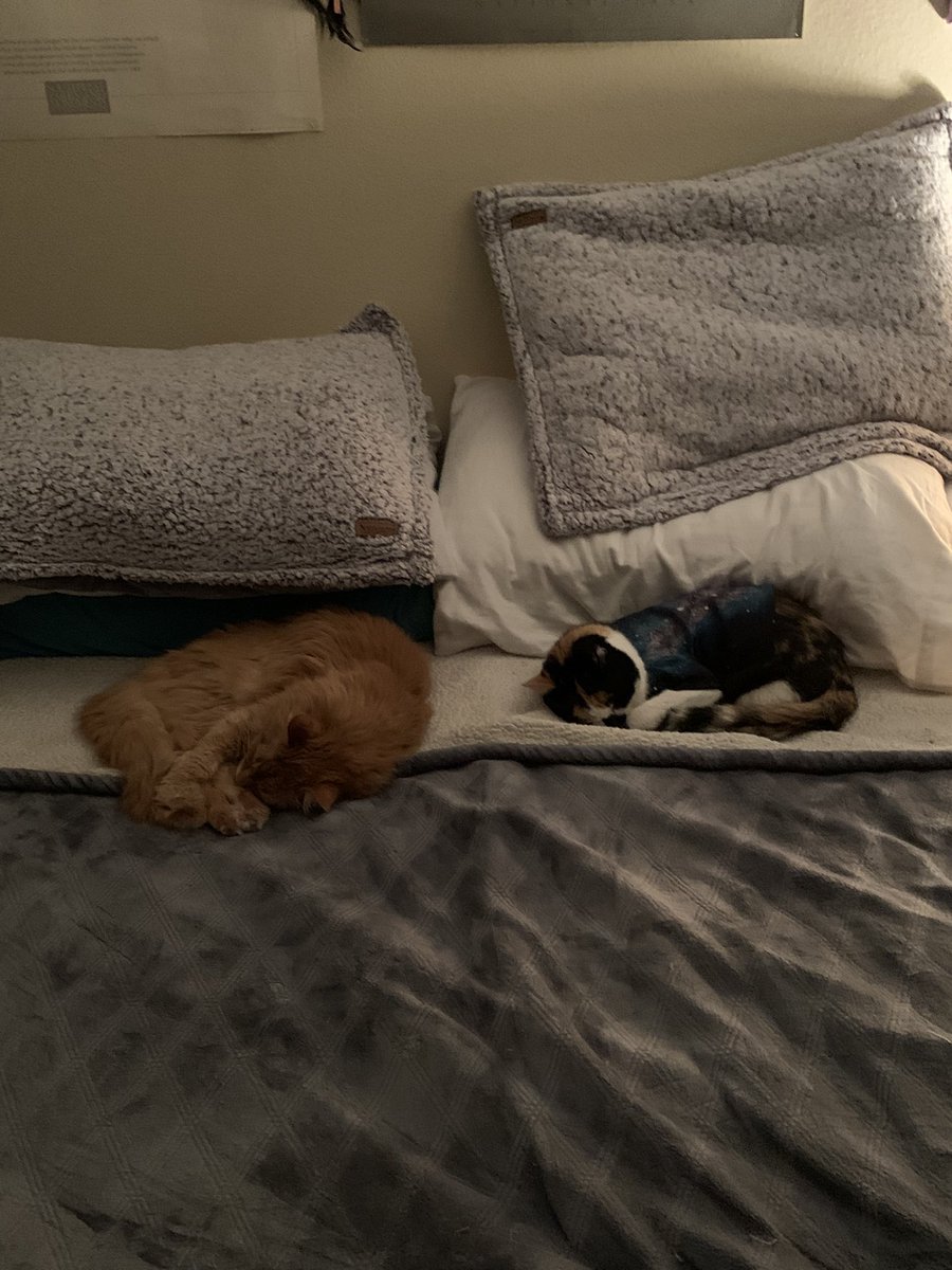 galaxywear's tweet photo. @MtlARN I have two kitties who are almost 21 https://t.co/AYpolYX0yD