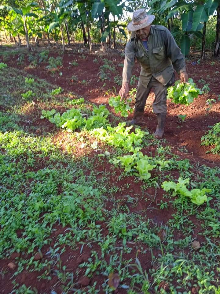 herrera_yoanis's tweet photo. Las instituciones educativas de #EducaciónSanJoséMayabeque fortalecen la producción de alimentos en cada pedacito de tierra cultivable @BequeMaya @EducaMaya https://t.co/Syd7M6MQYv