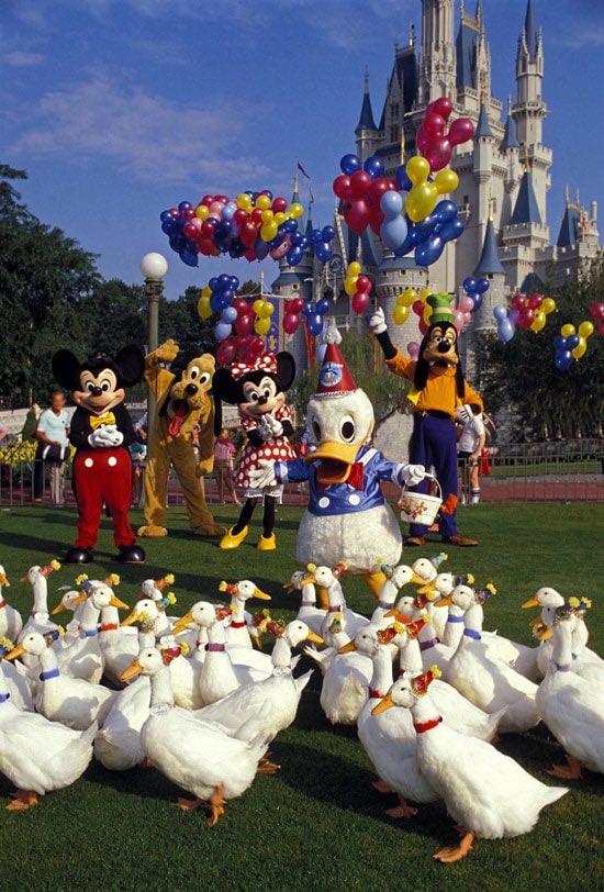 aleacabri's tweet photo. Donald Duck’s 50th birthday celebration at Magic Kingdom, 1984 https://t.co/PQQsCrsszq
