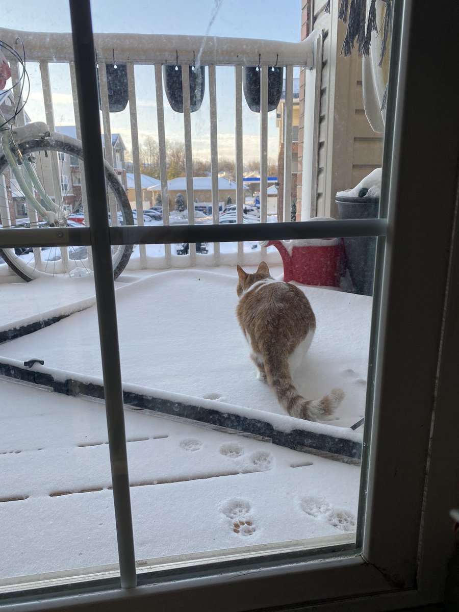 mmpayne96's tweet photo. @emilynclark Little Cat dreams of a rough and rowdy life in the outdoors, hunting every bird and mouse there is. But then he remembers the joy of having human peasants and demands to be let back in. https://t.co/28uwNVKX8I