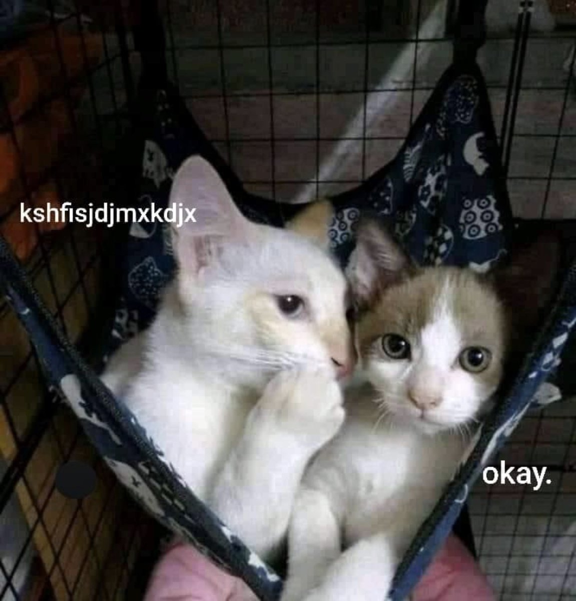 Respectful Memes tweet media