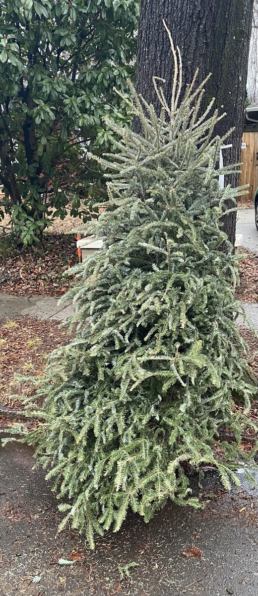 daringantt's tweet photo. The true cost of the NFL’s extended regular season. First time in a long time the tree was down before the Super Bowl. #restwellfriend https://t.co/N6JrJHGgQT