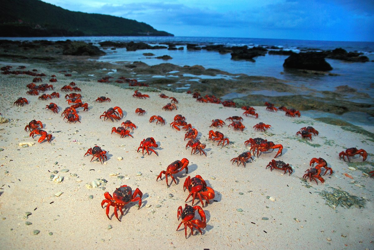 GeneralGust1's tweet photo. Red crabs on the beach of christmas island.
Christmas Island in Australia is the setting for one of the most amazing annual animal migration events in the world. 
We tried to recreate it and we are really proud of the results.
#SotShot @SeaOfThieves @RareLtd https://t.co/nOW7r4acdJ