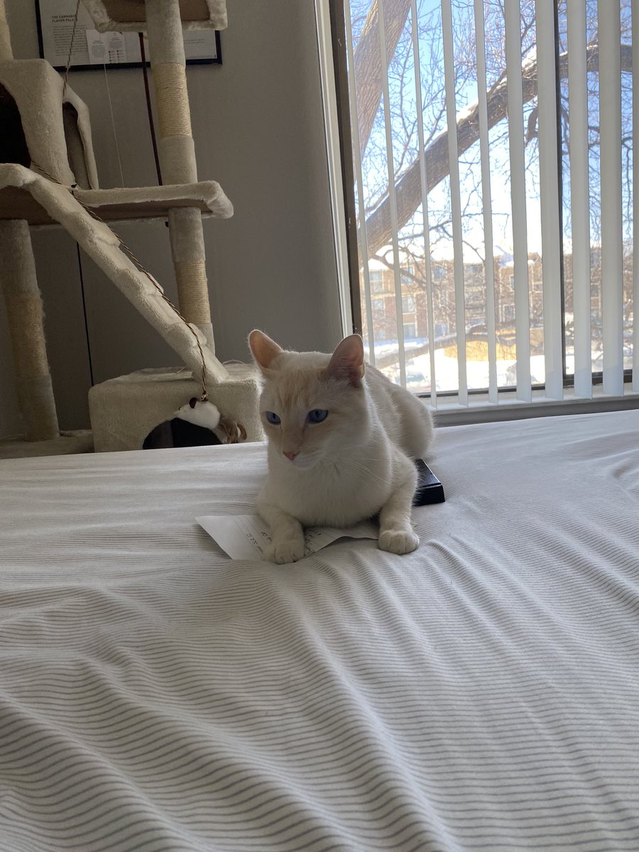 finn (@finnythekitty) on Twitter photo 