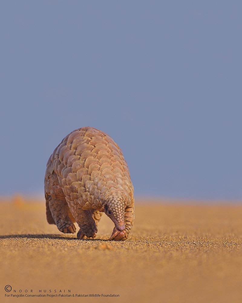 Noor Hussain (@noorhussain13) on Twitter photo indian pangolin from Pakistan
#iwmb #indianpangolin #nature #wildlife #Pakistan #endangered #pangolin #wwfpakistan <a href="/rinasaeed/">Rina S Khan Satti</a> <a href="/WildlifeBoard/">Islamabad Wildlife Management Board (IWMB)</a> <a href="/artwolfe/">Art Wolfe</a> <a href="/IUCN/">IUCN</a> <a href="/PunjabWildlife/">Punjab Wildlife & Parks Department</a> <a href="/KhuhroAltaf/">Altaf Khuhro</a> <a href="/KhuhroAltaf/">Altaf Khuhro</a> <a href="/wildmanrouse/">Andy Rouse 🏴</a> <a href="/AnimalPlanet/">Animal Planet</a> <a href="/ConBiology/">Conservation Biology</a> <a href="/TheWCS/">WCS</a> <a href="/ExpressTribune/">The Express Tribune</a> <a href="/NatGeo/">National Geographic</a> indian pangolin from Pakistan
#iwmb #indianpangolin #nature #wildlife #Pakistan #endangered #pangolin #wwfpakistan <a href="/rinasaeed/">Rina S Khan Satti</a> <a href="/WildlifeBoard/">Islamabad Wildlife Management Board (IWMB)</a> <a href="/artwolfe/">Art Wolfe</a> <a href="/IUCN/">IUCN</a> <a href="/PunjabWildlife/">Punjab Wildlife & Parks Department</a> <a href="/KhuhroAltaf/">Altaf Khuhro</a> <a href="/KhuhroAltaf/">Altaf Khuhro</a> <a href="/wildmanrouse/">Andy Rouse 🏴</a> <a href="/AnimalPlanet/">Animal Planet</a> <a href="/ConBiology/">Conservation Biology</a> <a href="/TheWCS/">WCS</a> <a href="/ExpressTribune/">The Express Tribune</a> <a href="/NatGeo/">National Geographic</a>