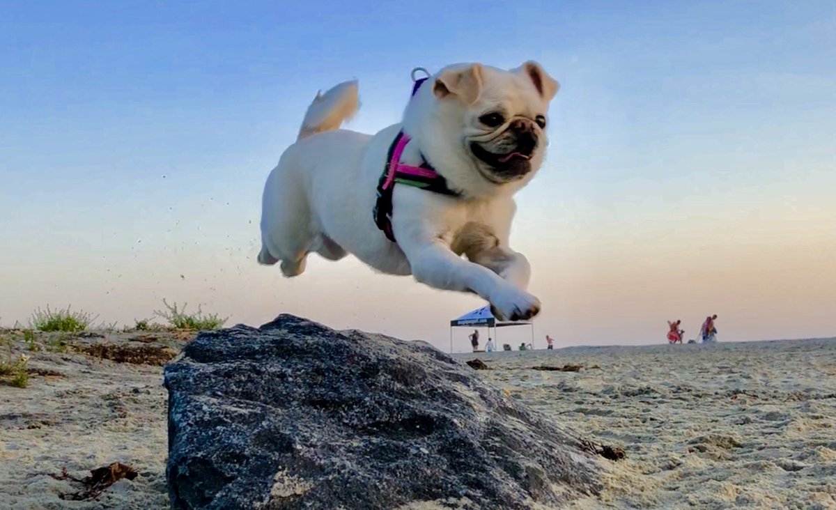 GidgetsFanPage's tweet image. FLYING INTO THE WEEKEND 💥💨💨 Have A Blast Peeps 😘

#weekendvibes #pug #pugfun #jumpinghigh #surfpug #flyinghigh #surfdogs #surfgidgetthepug