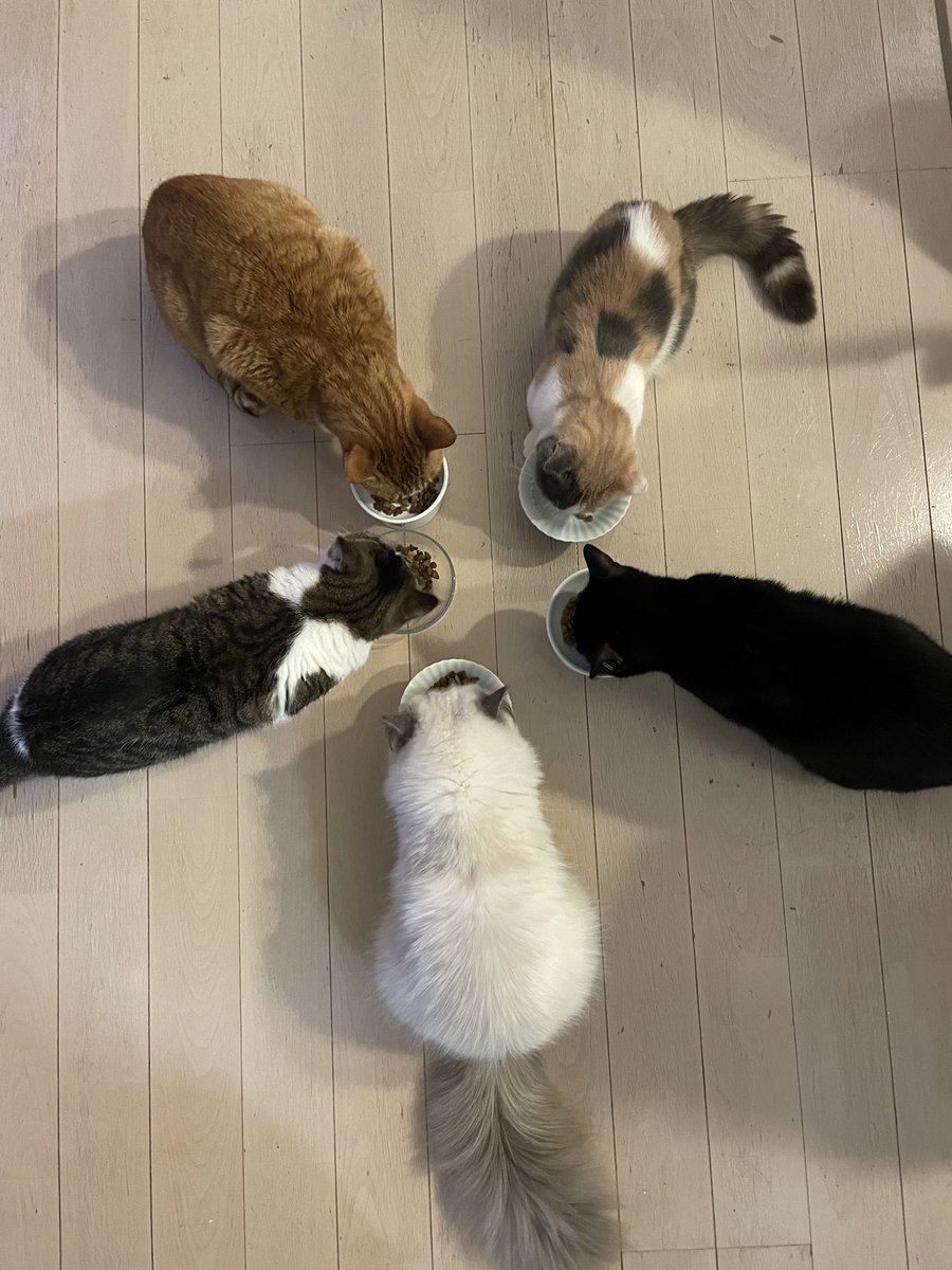 ozawa2003's tweet photo. 今日も朝からせっせと猫のお世話
#catfirst #猫好き #黒猫 #エキゾチックショートヘア #ヒマラヤン #マンチカン #茶トラ https://t.co/j8amEyVhAR