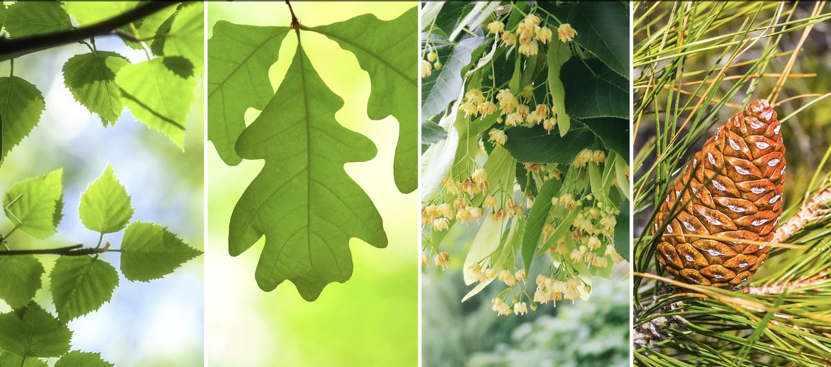 Les arbres : une passion française et désormais une love story cosmetique décryptée ce we dans <a href="/telematin/">Telematin</a> ! Guests stars le chêne @lachenaie tilleul <a href="/til/">Til is on mastodon</a> pin maritime <a href="/oceopin/">OCÉOPIN</a> bouleau @saeve et les exotiques  dattier @lodaites baobab <a href="/AromaZone_FR/">Aroma-Zone</a> m’balaka <a href="/Pachamamai_soap/">Pachamamai</a>