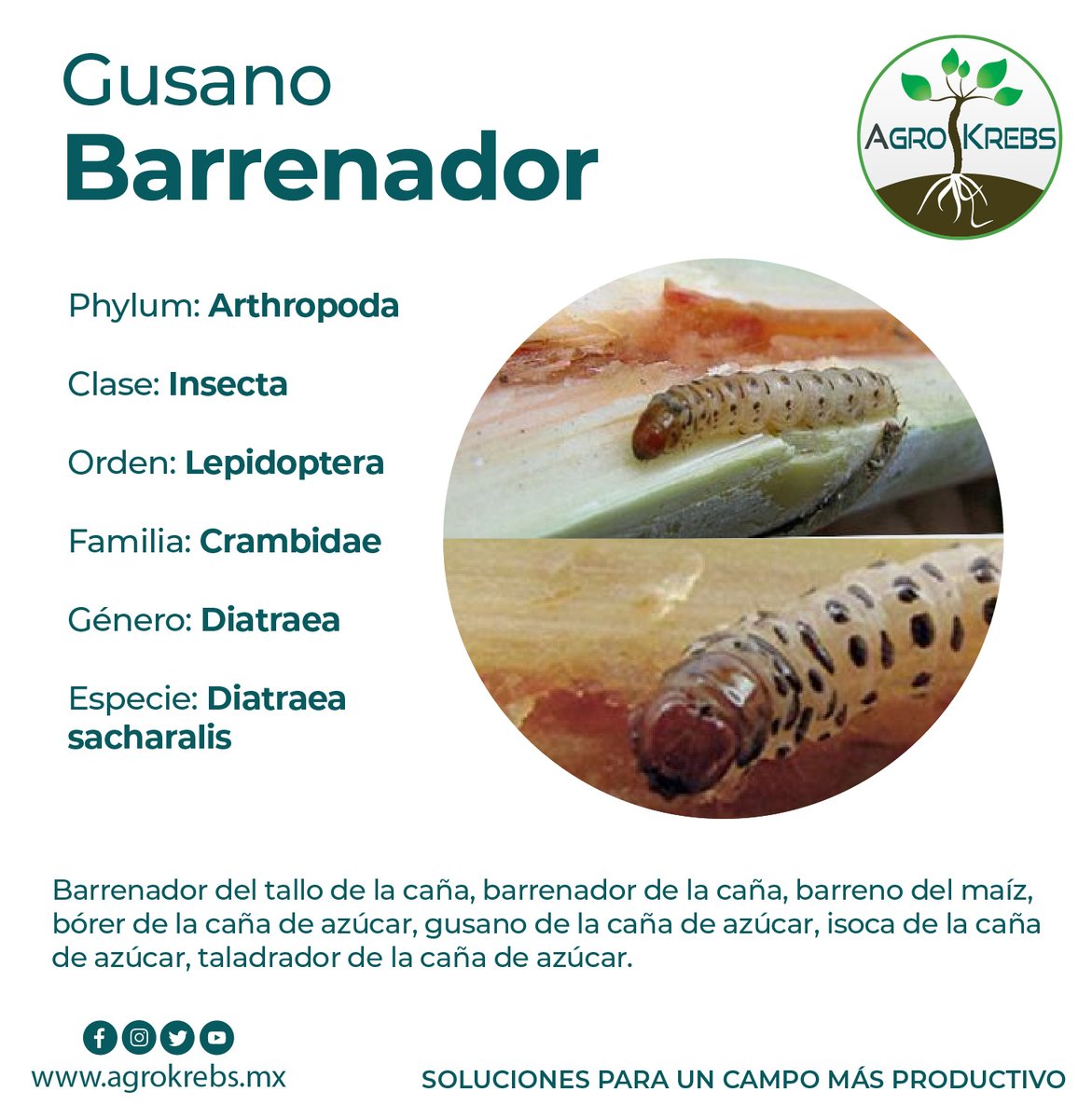 agrokrebs's tweet photo. #Barrenador del tallo de la #caña, barrenador de la caña, barreno del #maíz, bórer de la caña de #azúcar, gusano de la caña de azúcar, #isoca de la caña de azúcar, #taladrador de la caña de azúcar. https://t.co/h5s5yx6FVv