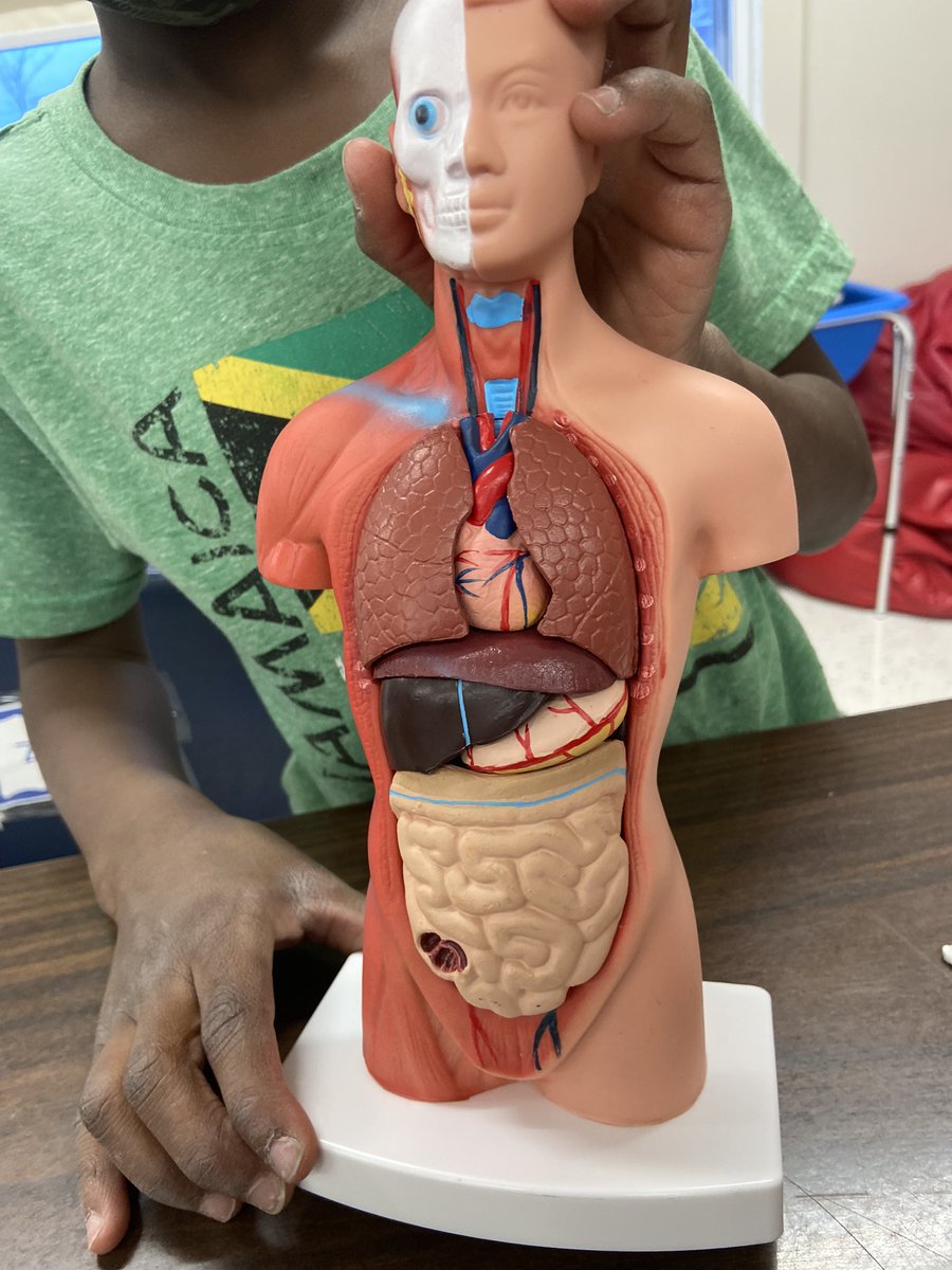 MsJiJionline's tweet photo. We were all about how our body works
#HowDoesLearningHappen @PLASP_CCS @DPCDSBSchools #PLASP https://t.co/0wtiL5yP2s