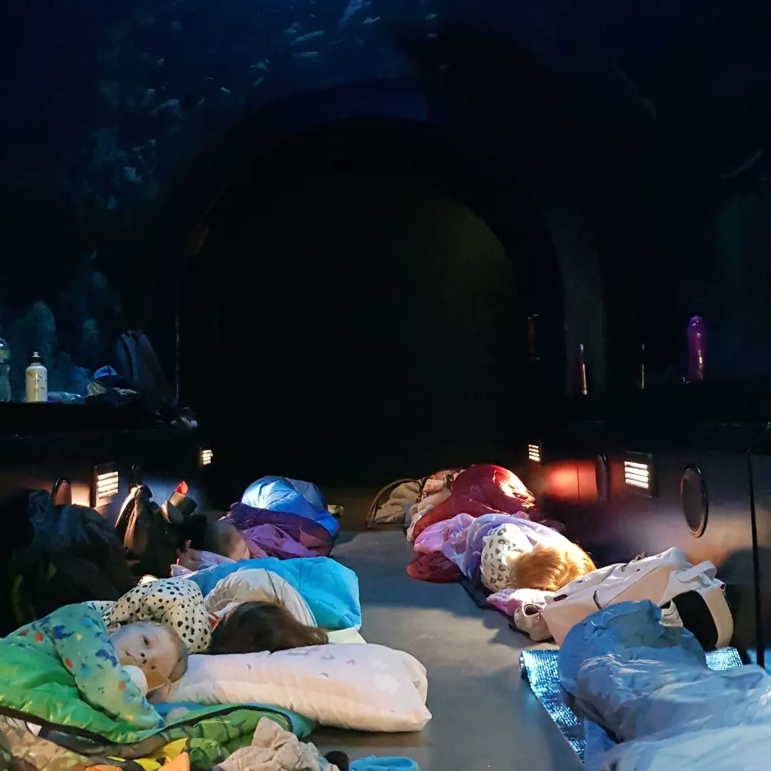 Goole Scouts tweet media