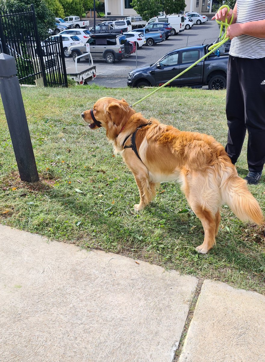 _outRAGEjess's tweet photo. Dogs of polling stations!! 🗳️🐕
#votelabor #nswpol #nswvotes #dogs #dogsofpollingstations https://t.co/NQnZ8KD5cR