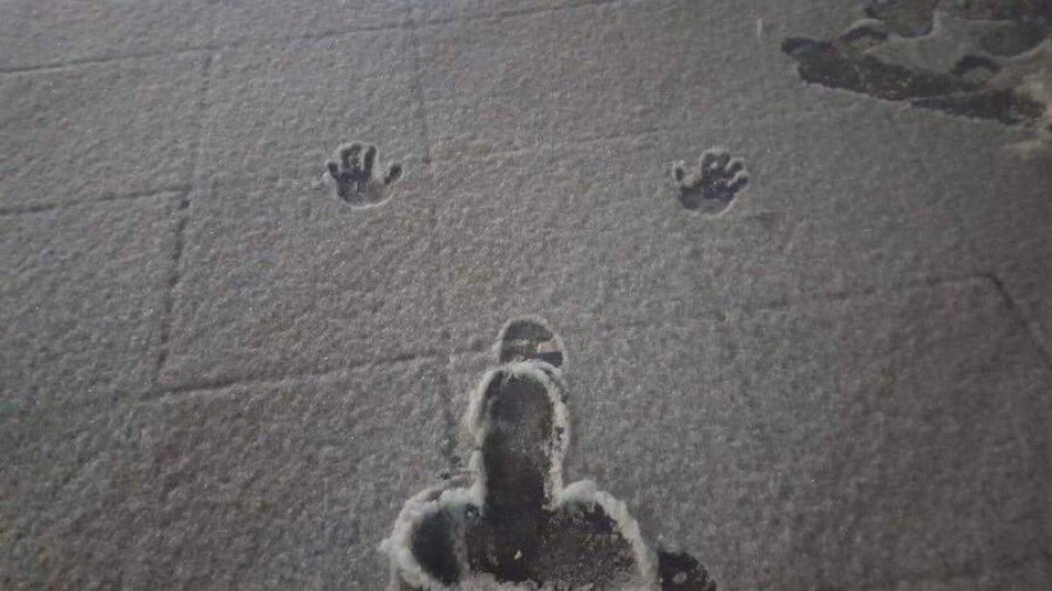 forelsketivar's tweet image. Cosa ha visto Amadeus quando Rkomi si è alzato dopo le flessioni