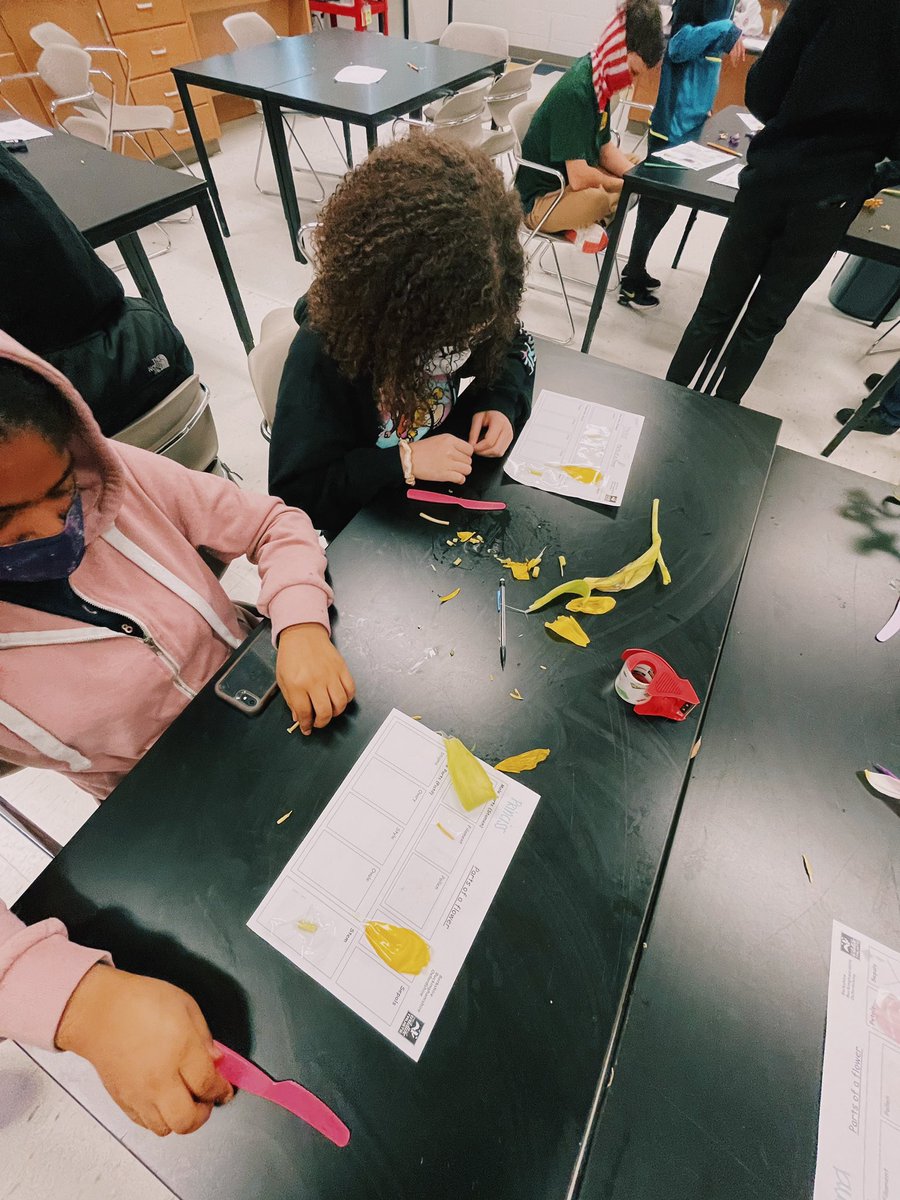 miss_dougan's tweet photo. Flower Dissection! It was so much fun watching all that we’ve learned about the parts of the flower come to life! There’s nothing better than hands on experiences to further our understanding! @CCMMSRedwolves #OurDen https://t.co/4Opmsbpgbu