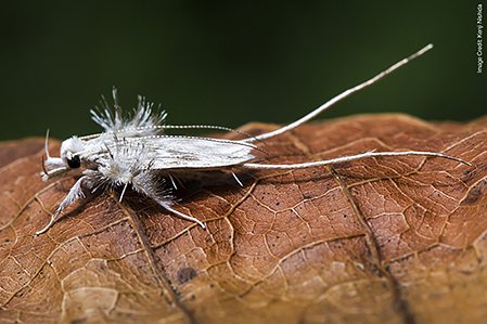 USDA_ARS's tweet image. 𝗙𝗿𝗼𝗺 𝘁𝗵𝗲 #𝗔𝗥𝗦𝗔𝗴𝗟𝗮𝗯 𝗕𝘂𝗴 𝗖𝗼𝗿𝗻𝗲𝗿 🐛🪲🦟
ARS scientists are constantly discovering and describing new species of insects like this ostrich moth. Learn about its impact on agriculture &amp;amp; where you can find them go.usa.gov/xtvqU #SysEntLab

📷Kenji Nishida