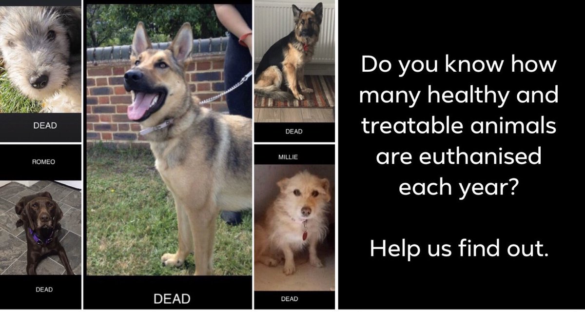 Please sign! When there are no accurate numbers on how many healthy and treatable animals are euthanised there is nowhere to start making a change. 

petition.parliament.uk/petitions/6069…

2 people can sign from 1 email address #wife #Husband #partner 

<a href="/Shirliekemp/">Shirlie Kemp</a> <a href="/holly/">Holly Brockwell</a> <a href="/reallorraine/">Lorraine</a>