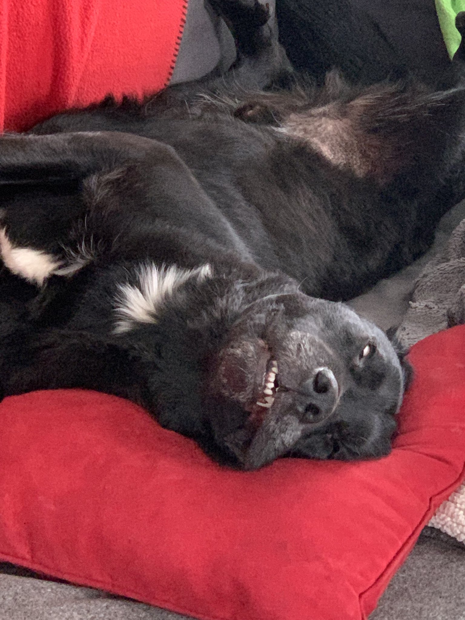 Is It Ok For Dog To Sleep In Garage