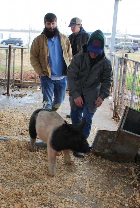 That's some pig! 🐷 McNeese agricultural sciences majors got some hands-on experience at Burton Coliseum yesterday learning about the different species and categories of swine. Learn more about our agricultural sciences degree program here: bit.ly/3orWWyR