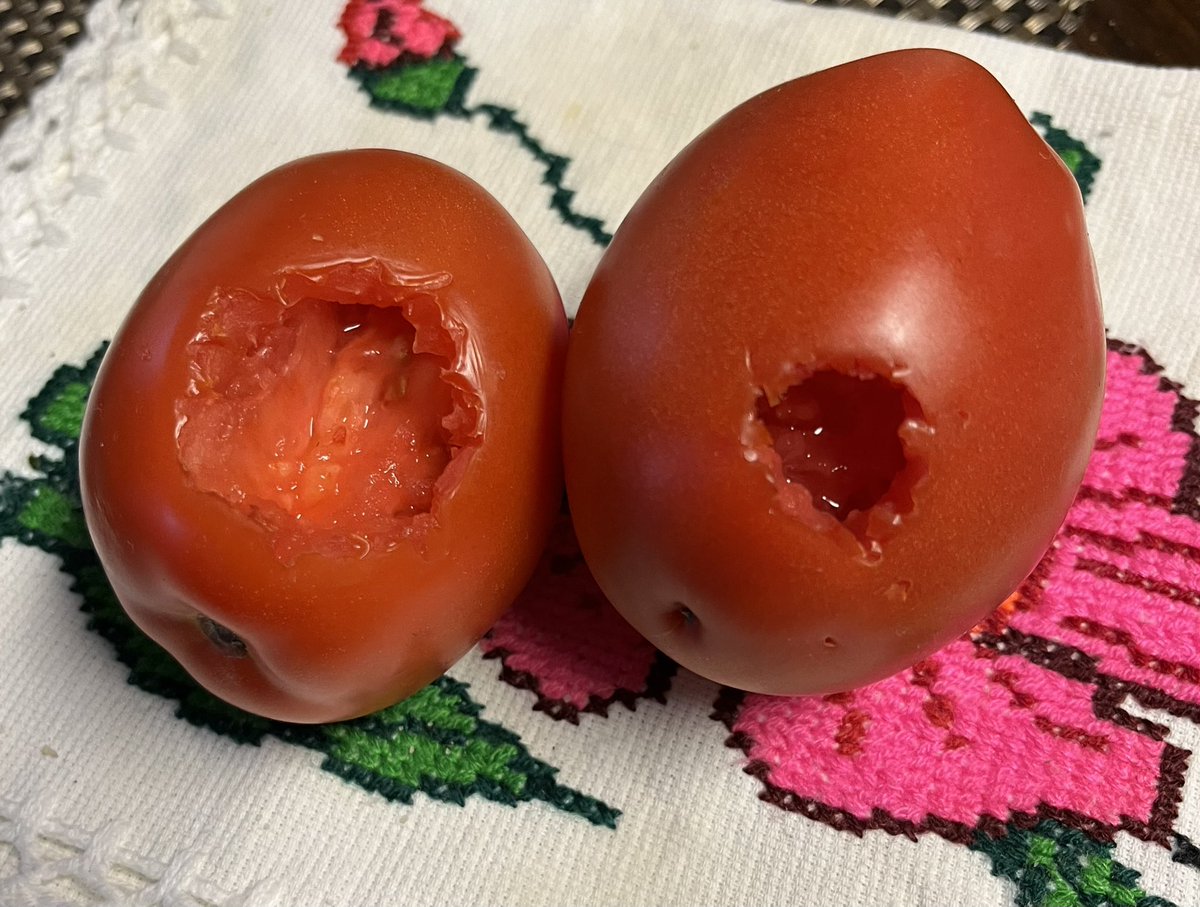 onlybeci's tweet photo. Apparently there are a couple of feathered drillers in my mother’s backyard, lol!
It decided to put these tomatoes back so our feathered visitors can feast on them. 🍅
#WorldInMyWindow
#Birds #tomato #ShareKindness https://t.co/8OPaYzKhPY