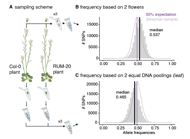 We started simple: testing pools of 2 flowers for our Pool-seq approach, and verified that we recovered  ~50% and we could statistically model the noise