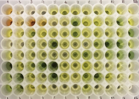 First, we describe protocols in detail for Pool-sequencing of direct pools of #Arabidopsis  flowers, set up in the lab by <a href="/PengYunru/">Yunru Peng</a> (during the pandemic!, thanks friends <a href="/plantricia/">Patricia Lang</a> <a href="/random_roll/">Beth Rowan</a> @MollySchumer )