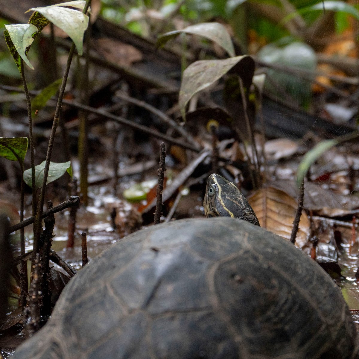 Zoo_Quito's tweet photo. 🟣 ¡Buenas noticias! 🟢

😮 Cerramos esta semana contándoles que alrededor de 50 tortugas de especies como taparrabo, charapas, mordedoras, motelo y pintadillas están de vuelta en su hábitat. https://t.co/PyOLwkOd82