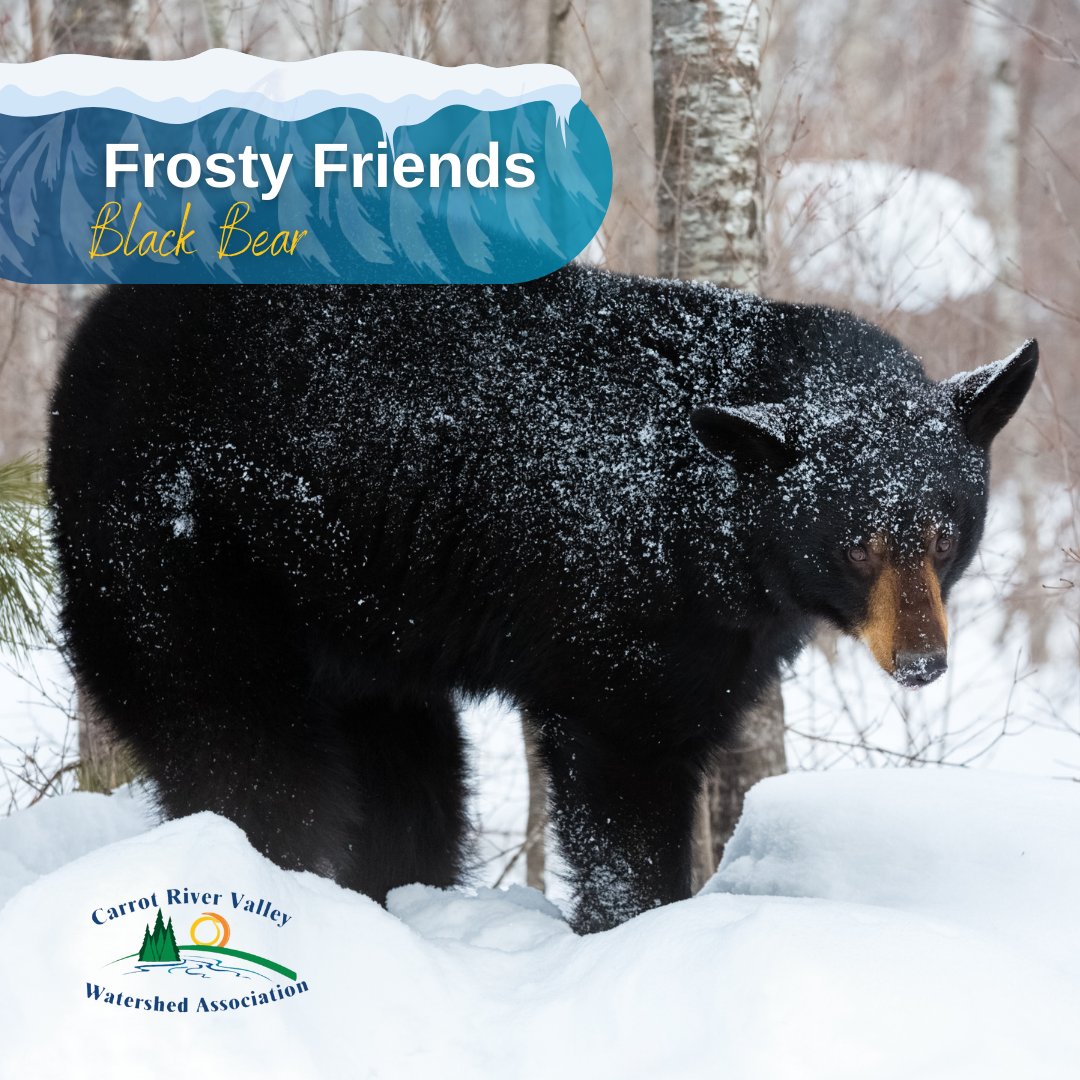 Today’s #FrostyFriend, the Black Bear has impressive abilities to survive our harsh winters. ❄️ In the winter, black bear slow their heart rate &amp; synchronize it with their breathing. This allows them to conserve energy while maintaining their flight or fight response. #Wildlife