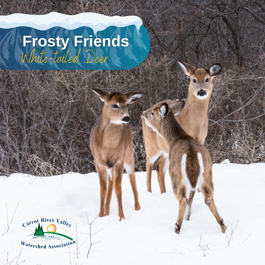 Today’s #FrostyFriend, the White-tailed Deer 🦌 has impressive abilities to survive our harsh winters. ❄️ White-tailed deer possess a personal fermentation tank within their stomach that breaks down their winter diet of bark, twigs, and buds. #Saskatchewan #Winter #Wildlife #Deer