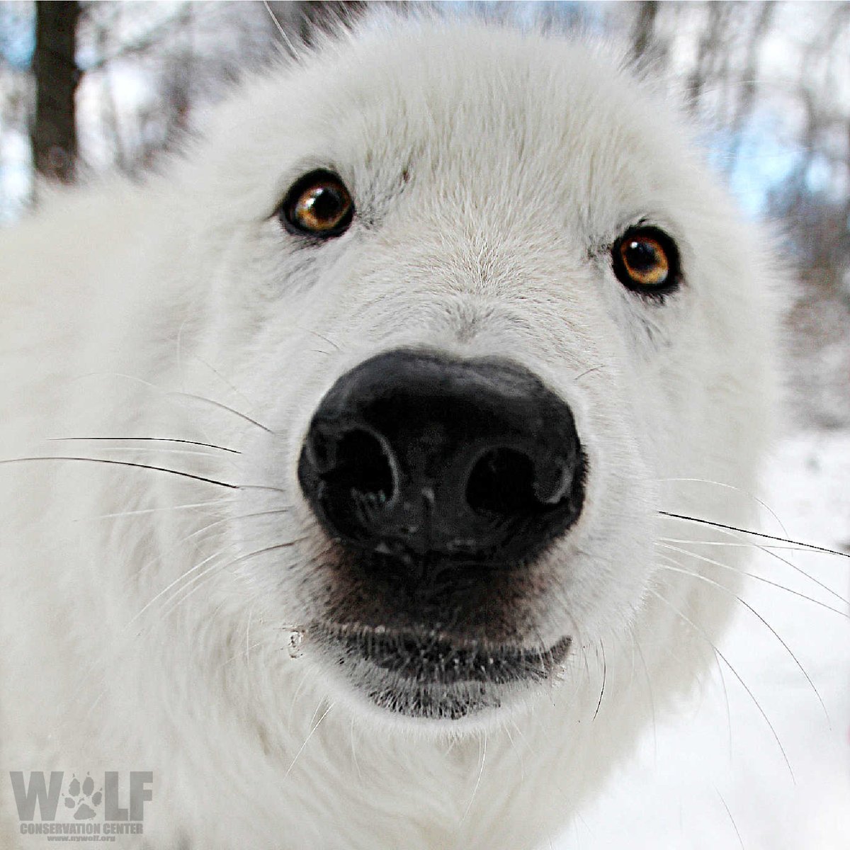 nywolforg's tweet photo. GM! 🐺☀ https://t.co/UmApfRunSU