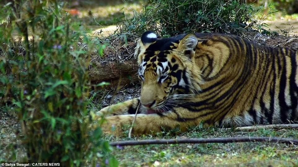 NinhDV's tweet photo. Tiger https://t.co/665ossGiDe