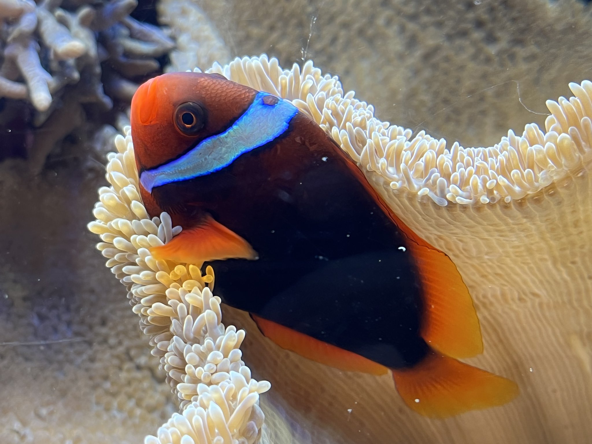 新潟市水族館マリンピア日本海pr 公式 イソギンチャクには毒がありますが クマノミ類が刺されないのは体を覆っている粘膜にひみつがあります マリンピア日本海 水族館 ハマクマノミ T Co Fp92xtiodj Twitter