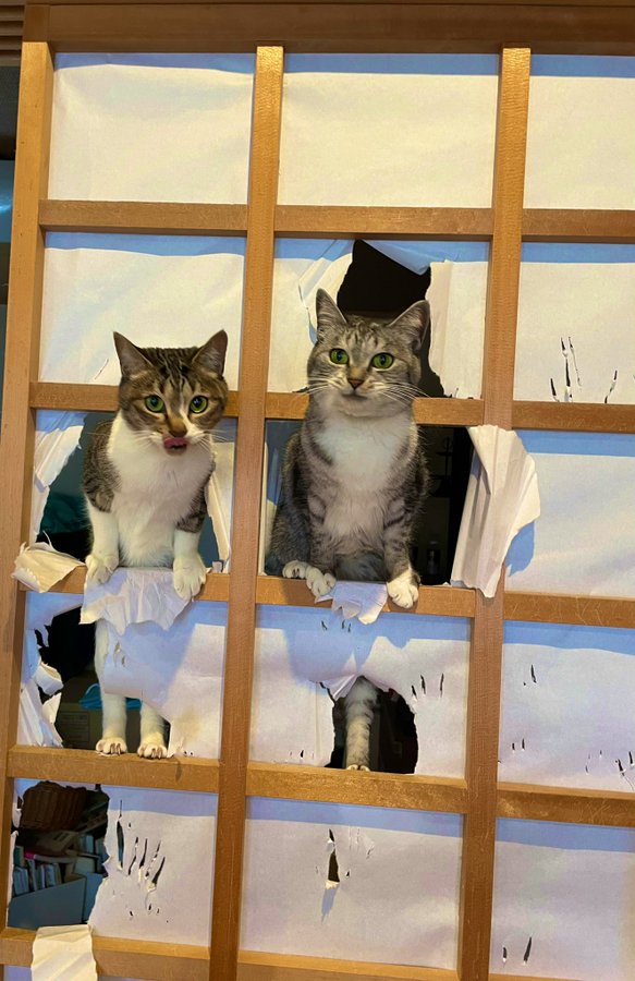 猫 運動不足なら障子に登ればよろしいのに 高貴な遊びを見せつける姉妹猫 ビリビリの障子から見せる顔がドヤ感あふれてる ねとらぼ