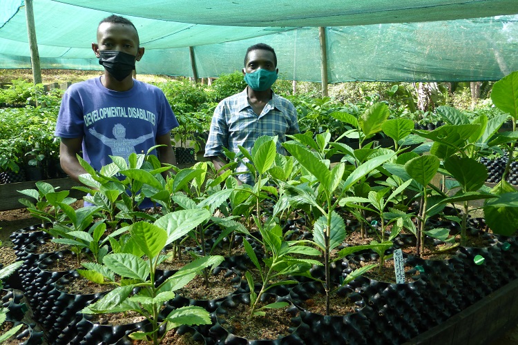 Young plants of one of the rarest trees on Earth (Melanophylla dianeae) (see post 4/6/21) at Parc Ivoloina #Madagascar with brilliant nurserymen Platini and Philemond - thanks <a href="/chesterzoo/">Chester Zoo</a>, <a href="/MadaFaunaFlora/">MFG</a>, @Darwin_Defra