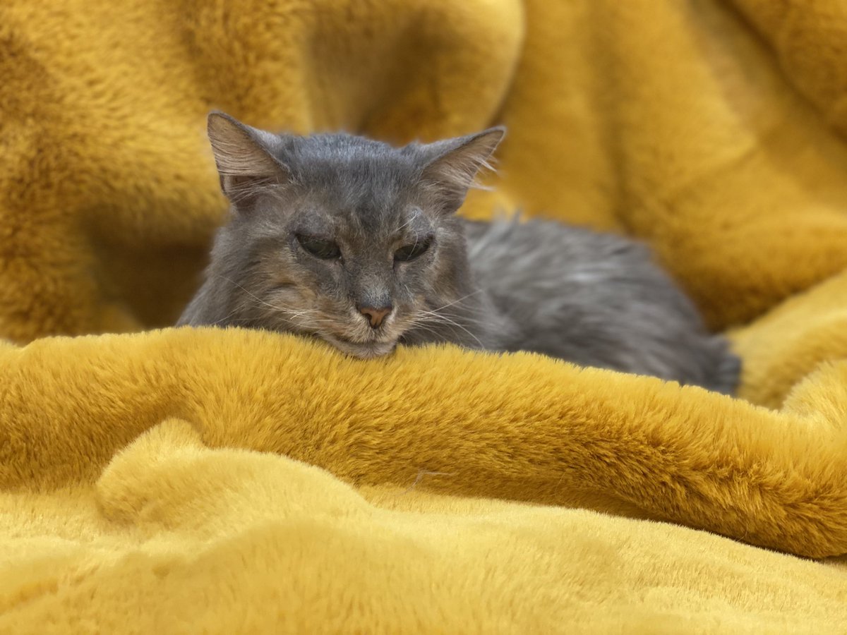 brettkernart's tweet image. Georgia has spent 185 of the last 192 hours on this blanket