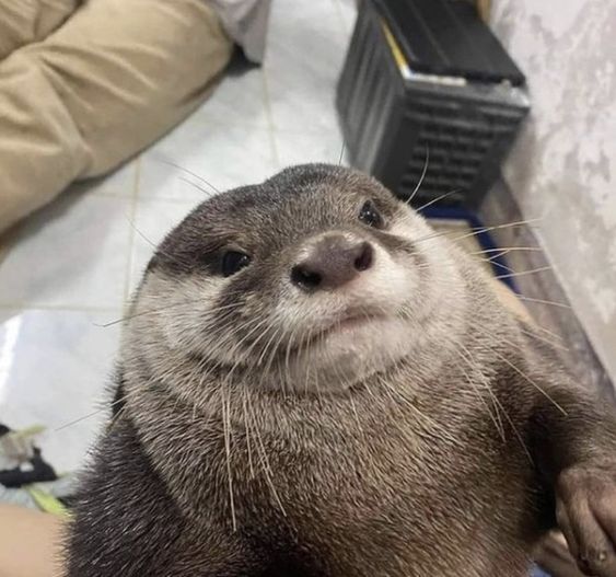 selfie de lontrinha