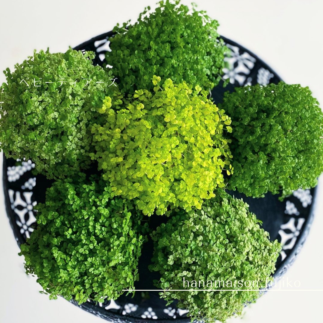 ベビーティアーズ Twitter Search Twitter