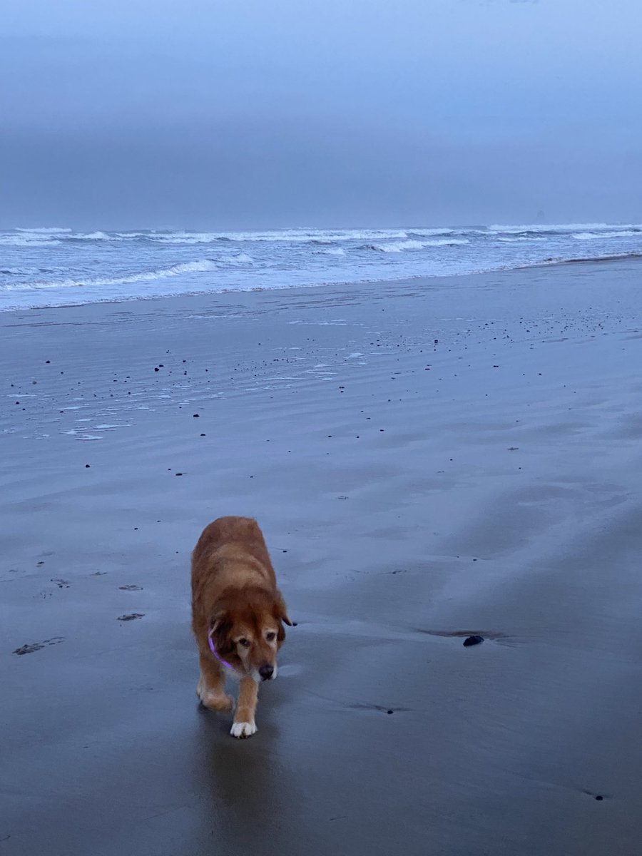 Jenny the Doggo wants to go to the beach!  Hmmmmmm! https://t.co/erq2ULwoVp