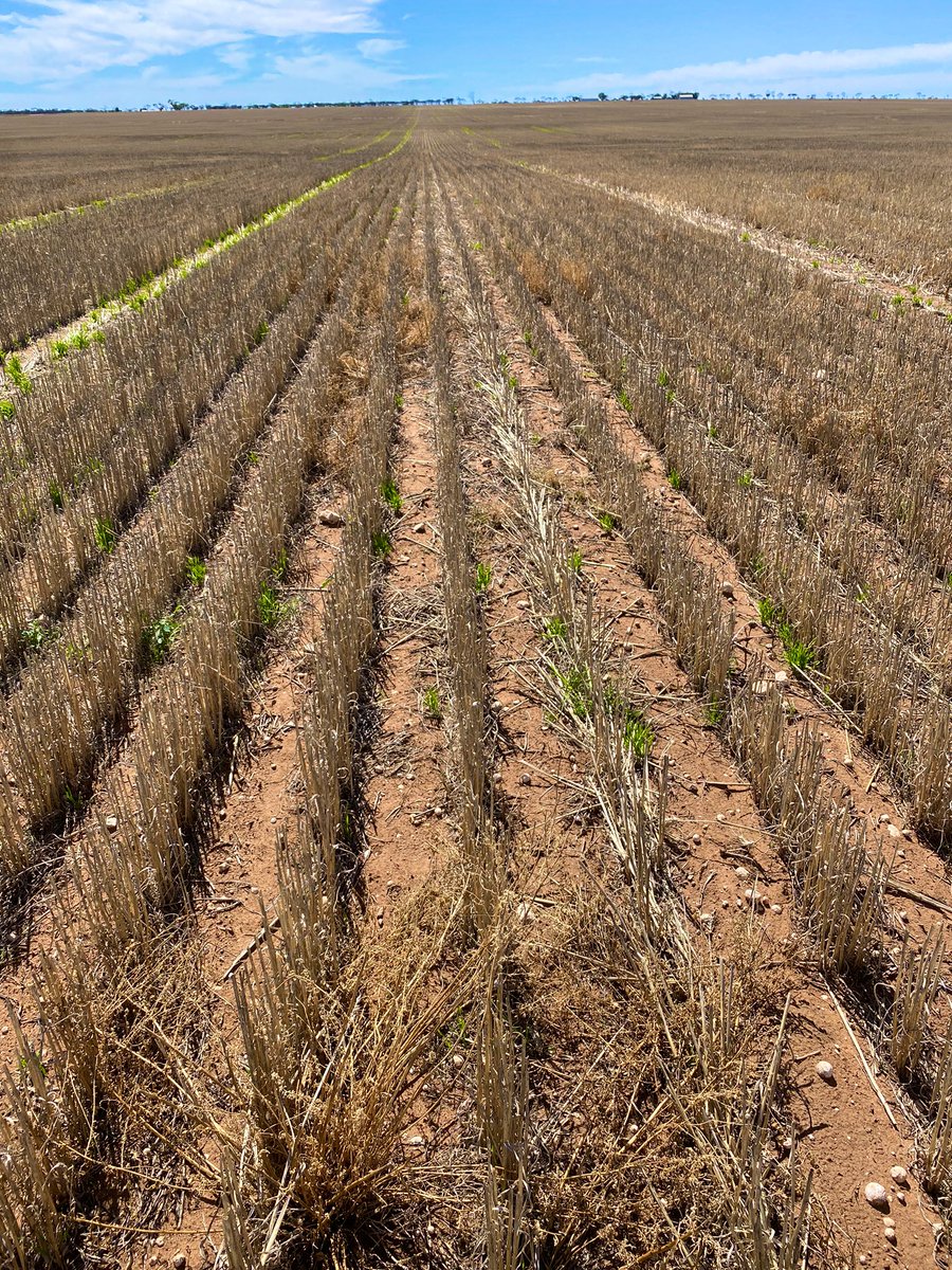 Alex Gill tweet media