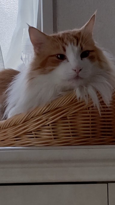 #猫のいる暮らし #ネコチャンカワイイ 