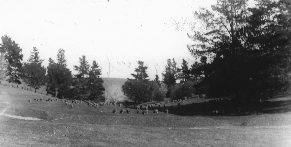 This photo (circa 1920’s) is looking up the 4th hole towards the green. The foreground shows examples of penal architecture that construction supervisor Ernest Banks built into the 4th hole with cross hazards of mounds and a bunker. These are still on the ground today.
#kameruka