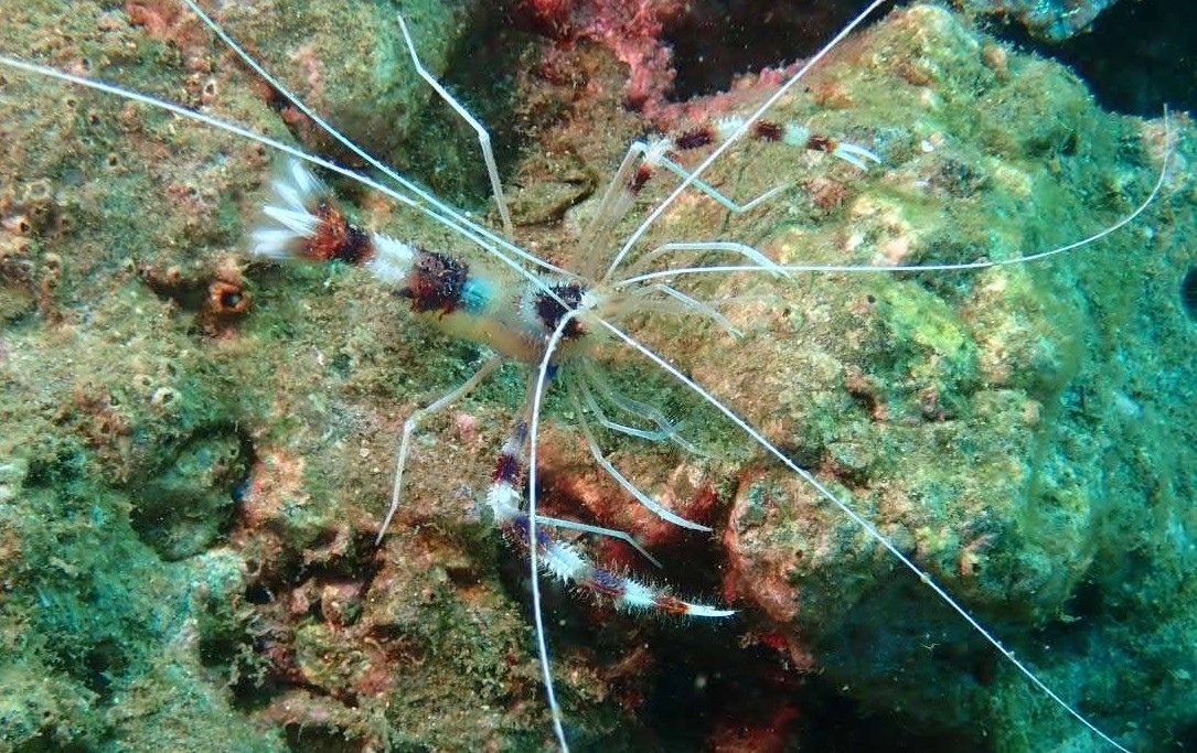 تويتر Scuba Diving Company Nasds على تويتر 八千代緑が丘 の スクーバダイビングカンパニー です 水中 の 小さな生き物 を見つけることも ダイビング の楽しみです 素晴らしい環境を持続させます Sdgs Scubadivingcompany スキューバダイビング