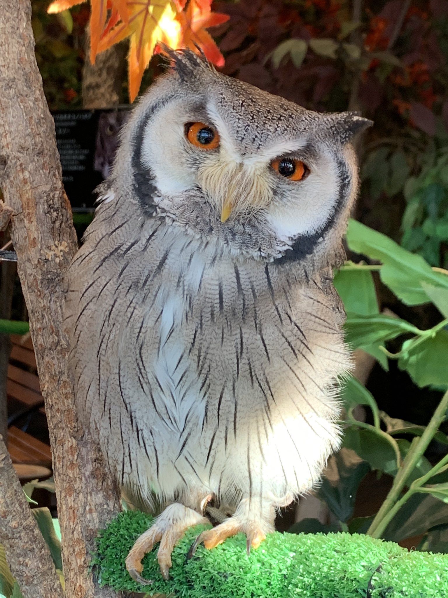 鎌倉乃フクロウの森 Kamakuraowl Twitter