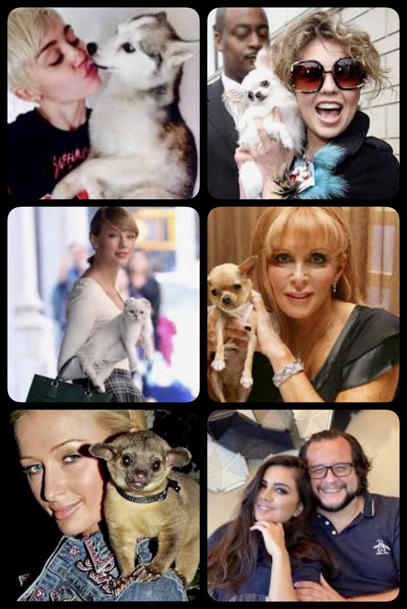 Misha_MashaIIah's tweet photo. Mujeres Ricas, famosas y acompañadas de sus exóticas mascotas. 😁 https://t.co/hw6NmcLxfg