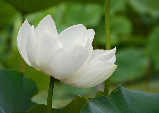 MAKI69455239's tweet photo. 白蓮（はくれん）と読んでたけど
蓮の花では、びゃくれんという2人にぴったりなお花の読み方があるから、びゃくれんの方が素敵かな😊

#るきれんケミ名募集　
#川尻蓮 #白岩瑠姫
#JO1 @official_jo1 
#僕らの季節 #Prologu https://t.co/VTp8ED3ekW