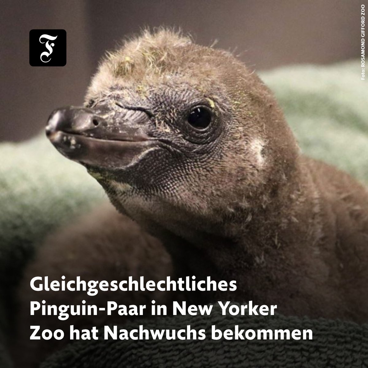 🐧 Elmer und Lima sind jetzt Väter: Tierpfleger in New York haben dem gleichgeschlechtlichen Pinguinpaar ein Ei gegeben, das von seinen biologischen Eltern vernachlässigt wurde. Der Nachwuchs entwickelt sich prächtig. trib.al/fh0d91V