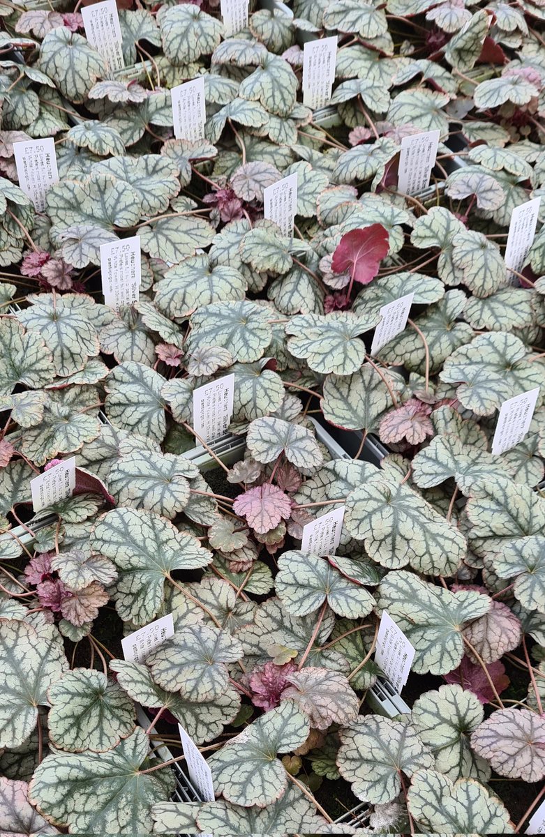 Looking around the nursery, Heuchera Silver Scrolls are starting to grow! 
Large pretty white flowers stand tall &amp; straight, buzzing with bees in summer.
Beautiful silver veined foliage with pink-purple underside creates a neat mound forming plant.
Great for sun or part shade
